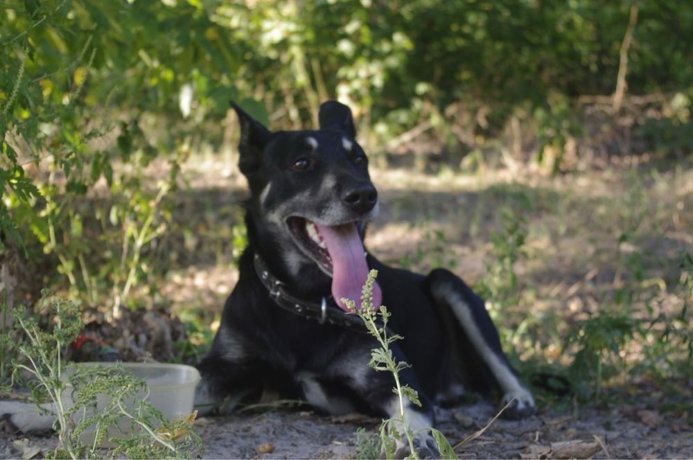 Гарненькі цуцики шукають родину