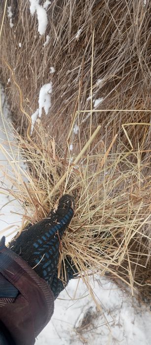 Продається сіно в копиці