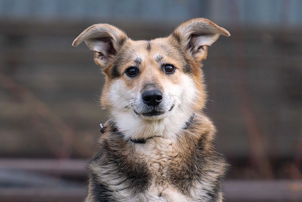 Віддам в добрі руки милу, ніжну собаку Сейді.
