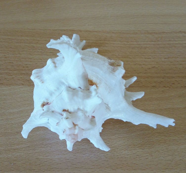 Натуральна  раковина