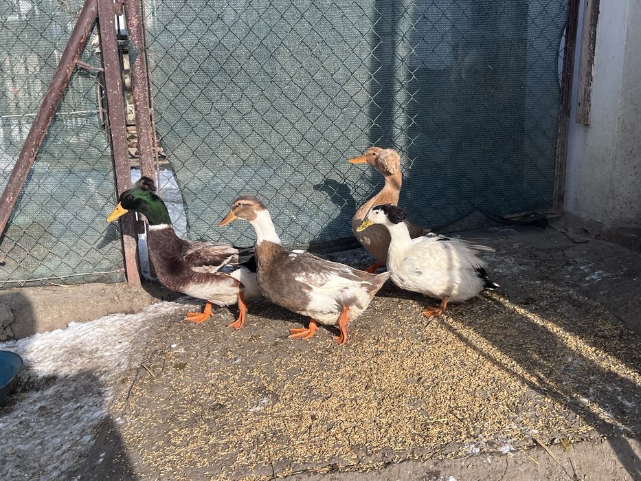 Kaczki staropolskie czubate stado zarodowe