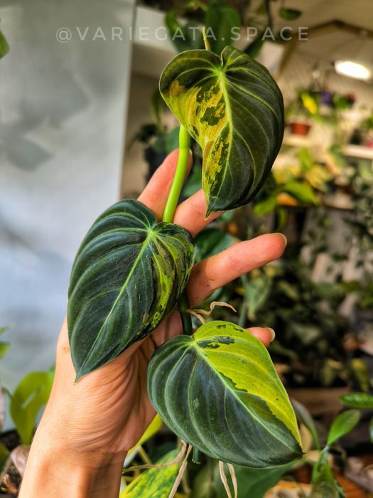 13 scindapsusow i Philodendron Melanochrysum variegata filodendron melanochryzum
