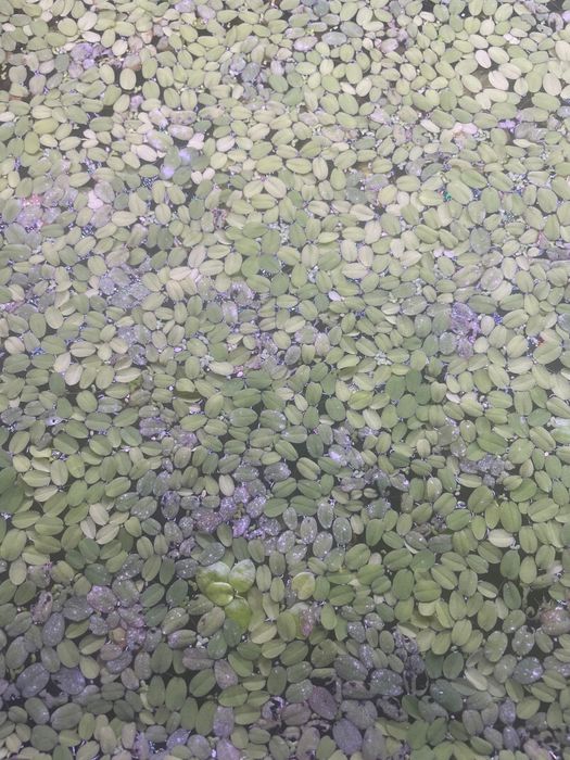 Planta flutuante - Salvinia auriculata