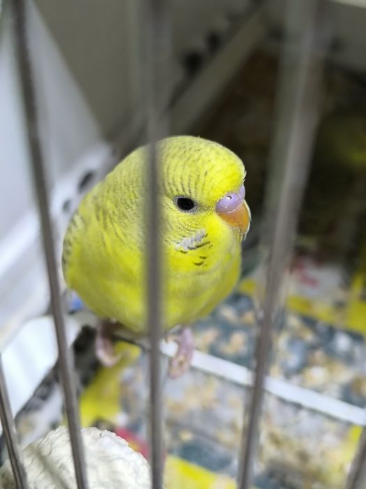 Periquitos  Australianos