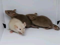 Крысы, крысята дамбо.Переписку не веду.