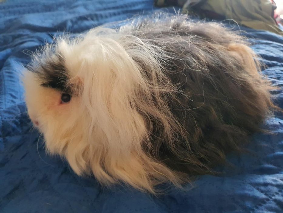 Świnki morskie rasowe