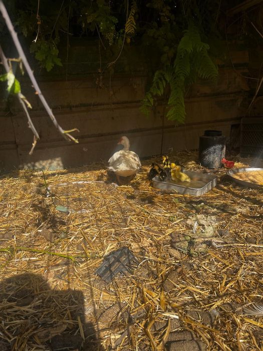 Venda de ovos e patos mudos