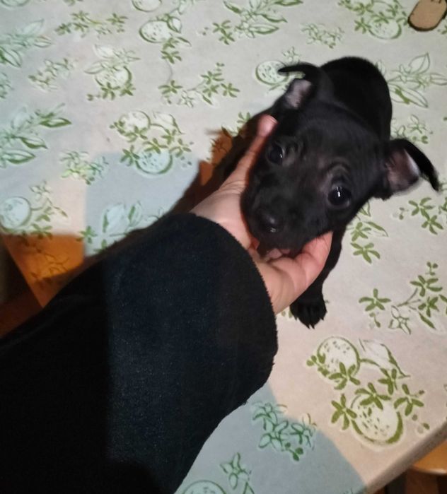 Pinscher fêmea black