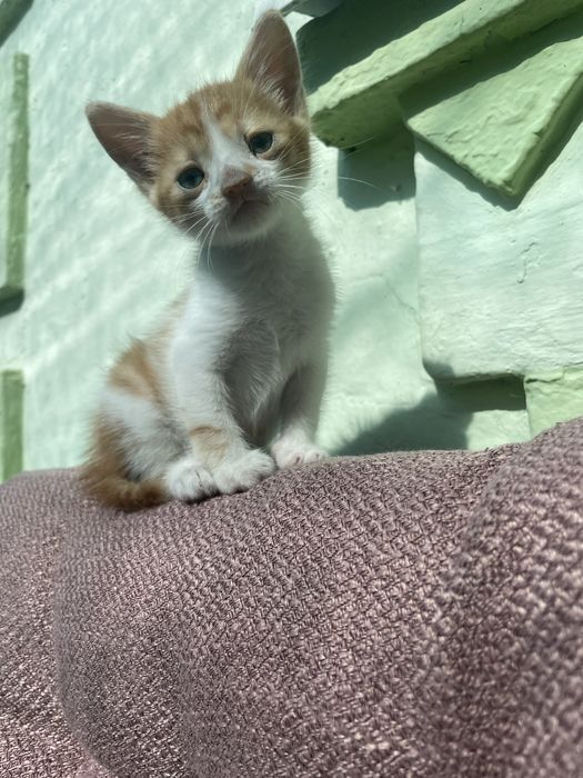 Віддамо кошеня, дівчинка