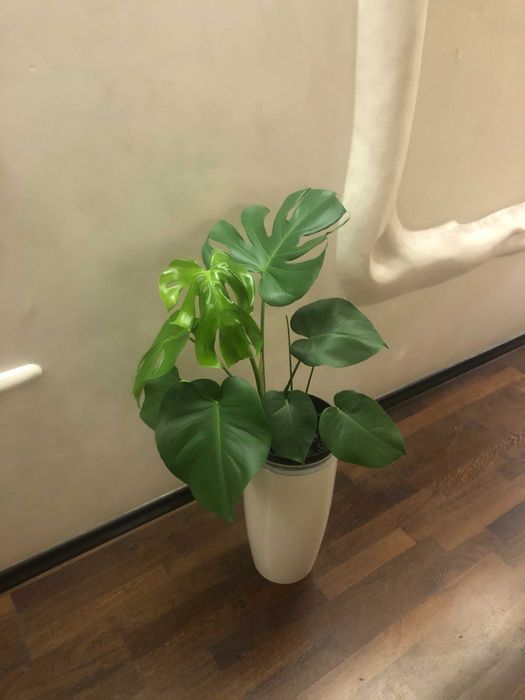 Монстера комнатное растение домашние растения