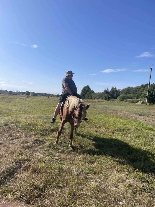 Кобила молода 3.5 роки