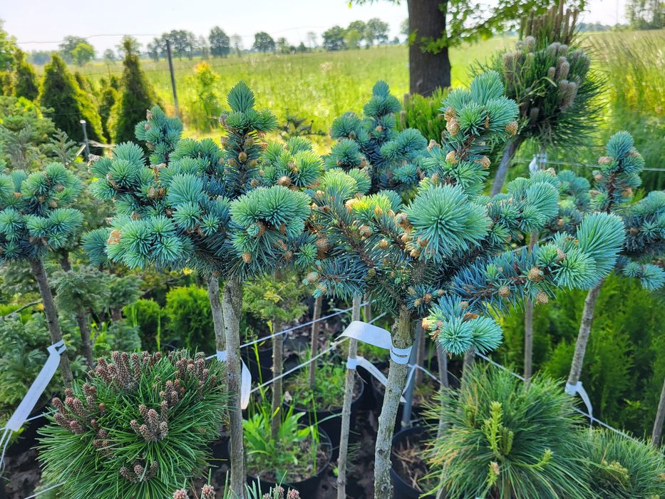 Drzewka na pniu, tuje formowane, sosny na pniu PROMOCJA.