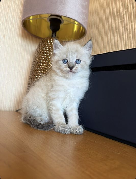 Уровень милоты тут зашкаливает )