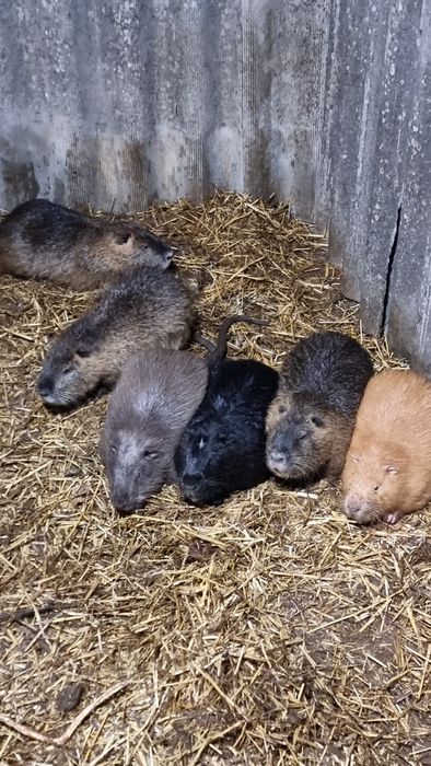 Продам Самцов на племя