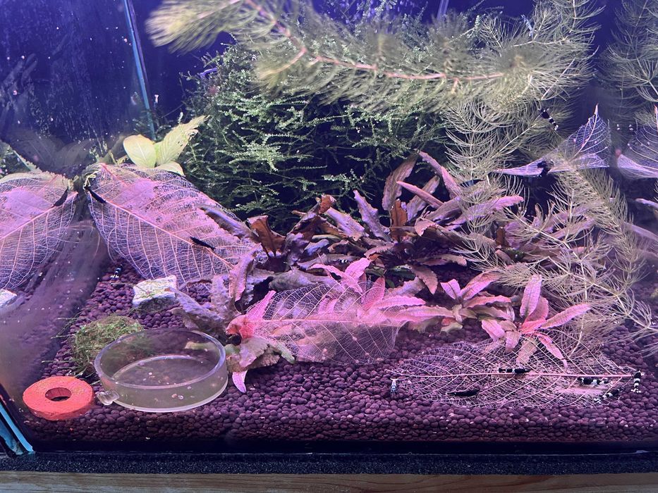 super krewetkarium