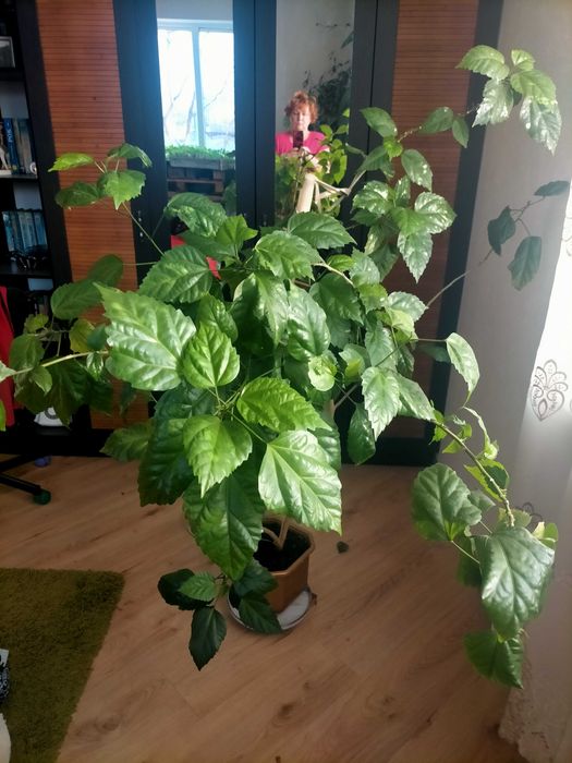 Вазон фікус великий