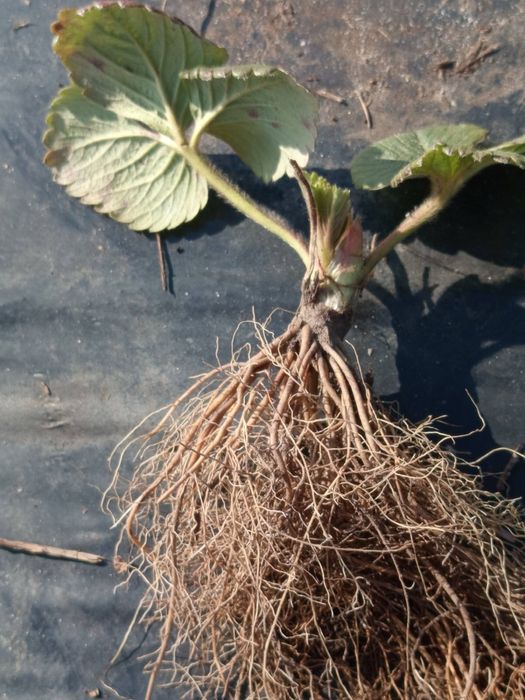 Саджанці полуниці