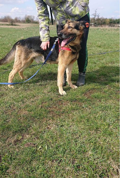 Szarik pies w typie owczarka niemieckiego