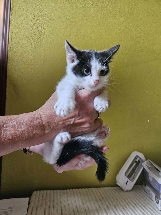 Mały kocurek do adopcji