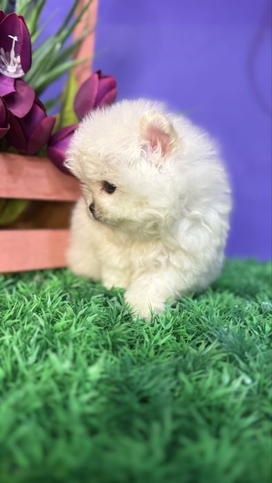 Курносий хлопчик супер міні шпиць