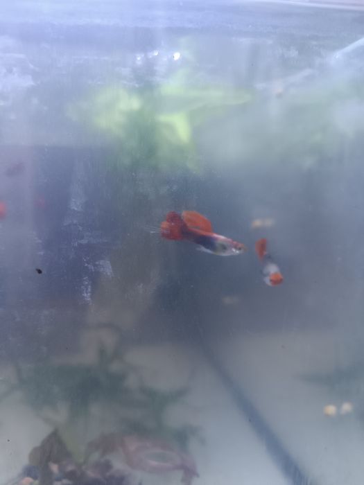 Акваріумні Рибки