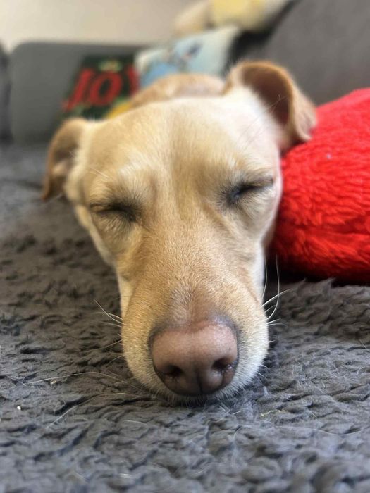 Daisy i Sofii szukaja domków