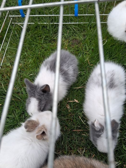 Króliki miniaturki