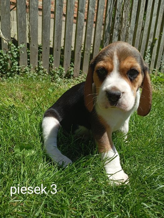 Piękny szczeniak Beagle