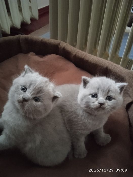 Шотландські кошенята