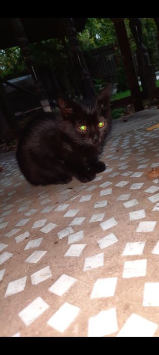 котята бесплатно