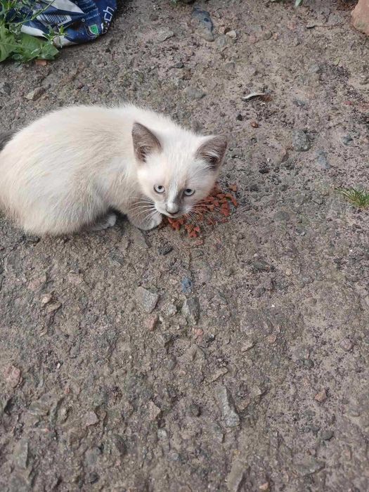 Подарую красиве кошеня в добрі руки