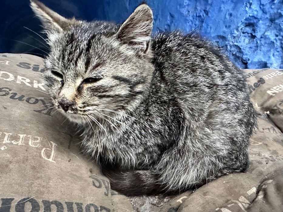 Отдам котят бесплатно