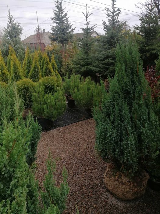 Ели, сосны, Смарагд, Спартан, Блю арроу, Стрикта, Коника,самшит.