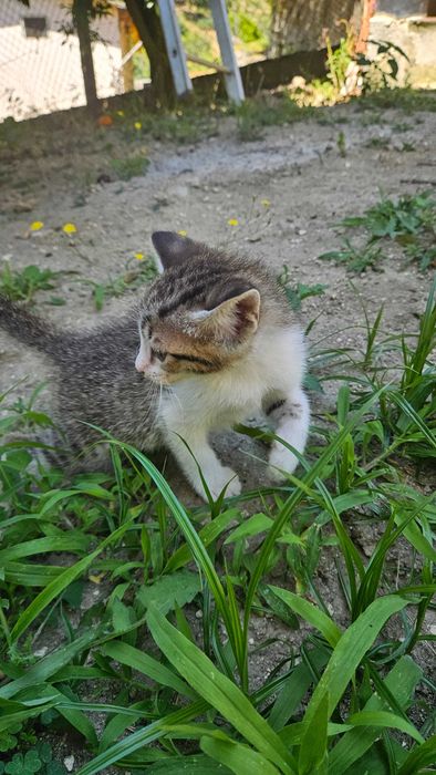 Doam-se Gatinhos de 2 meses