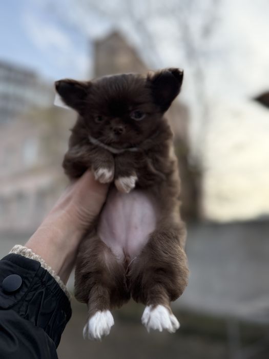 Чихуахуа шоколадная девочка