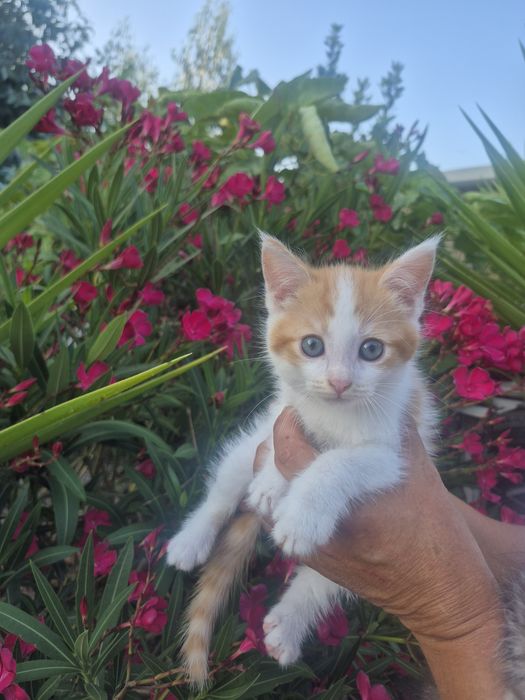 Mistura maine coon