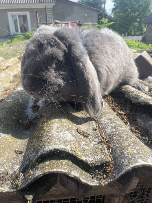 Продаються самці барана.