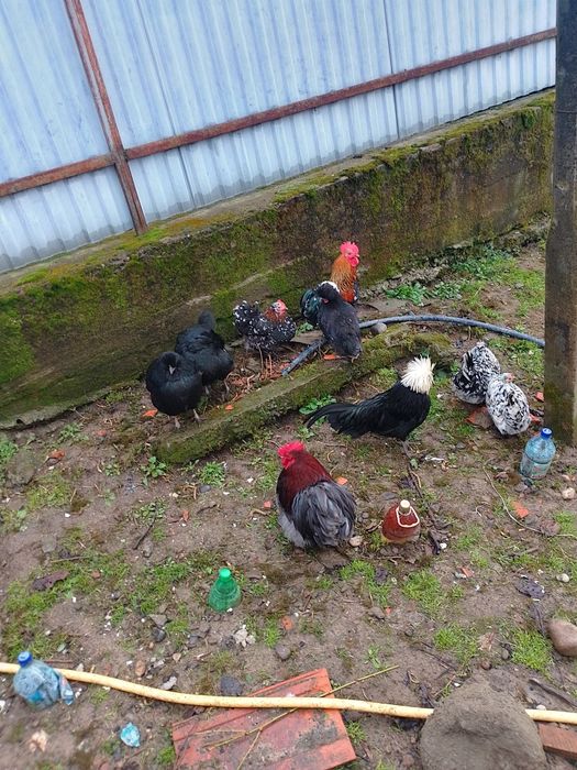 Ікубаційні яйця карликових курей