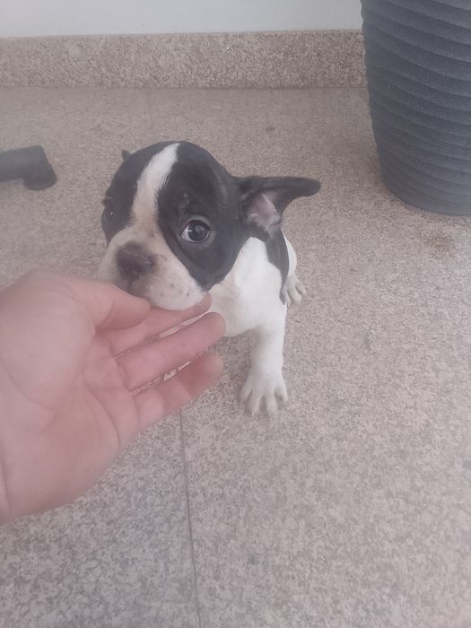 Bulldogue francês