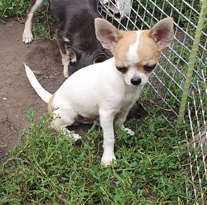 Мальчик чихуахуа гладкошерстный