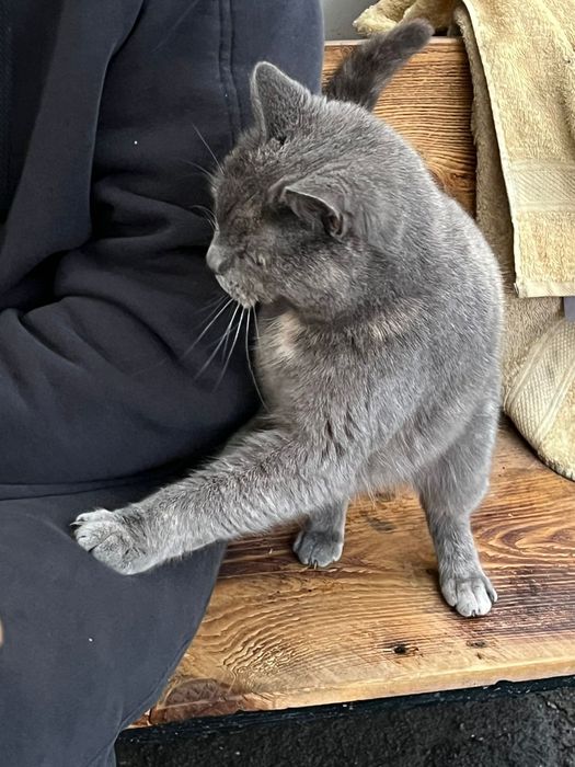 Отдам кошку  бесплатно