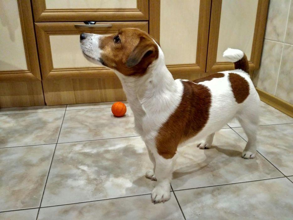 Вязка. Джек Рассел Терьер ищет невесту