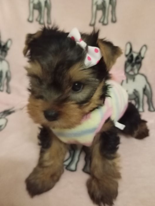 Йоркширський тер'єр собачки