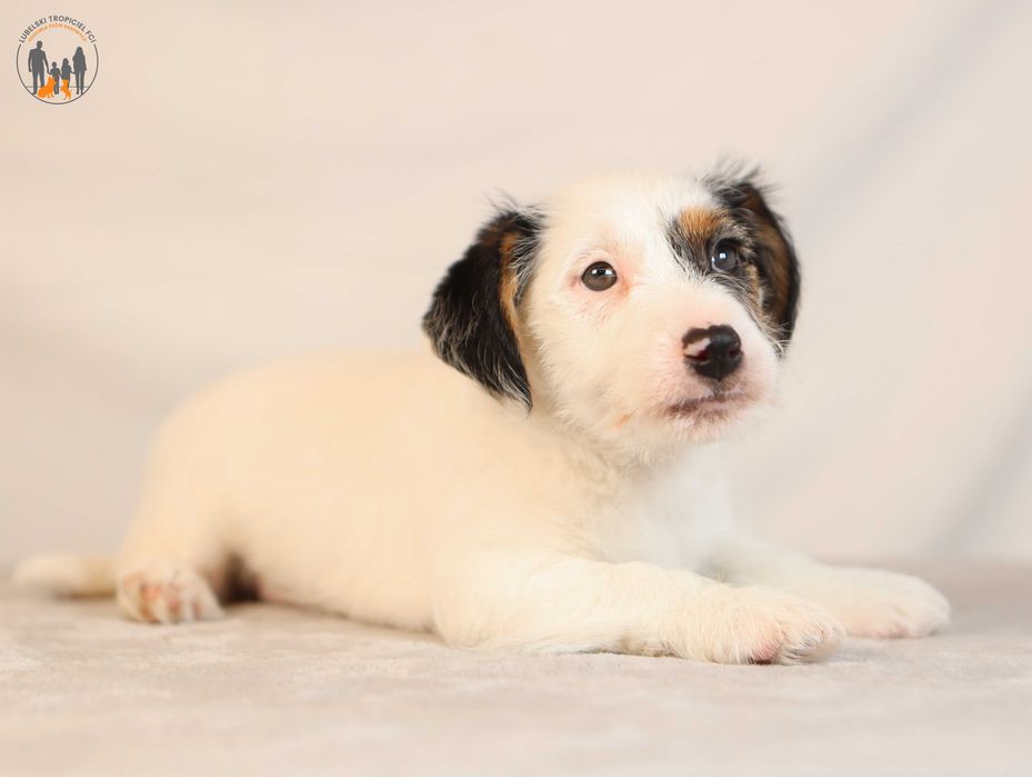 Jack Russell Terrier ZKwP FCI po Championie
