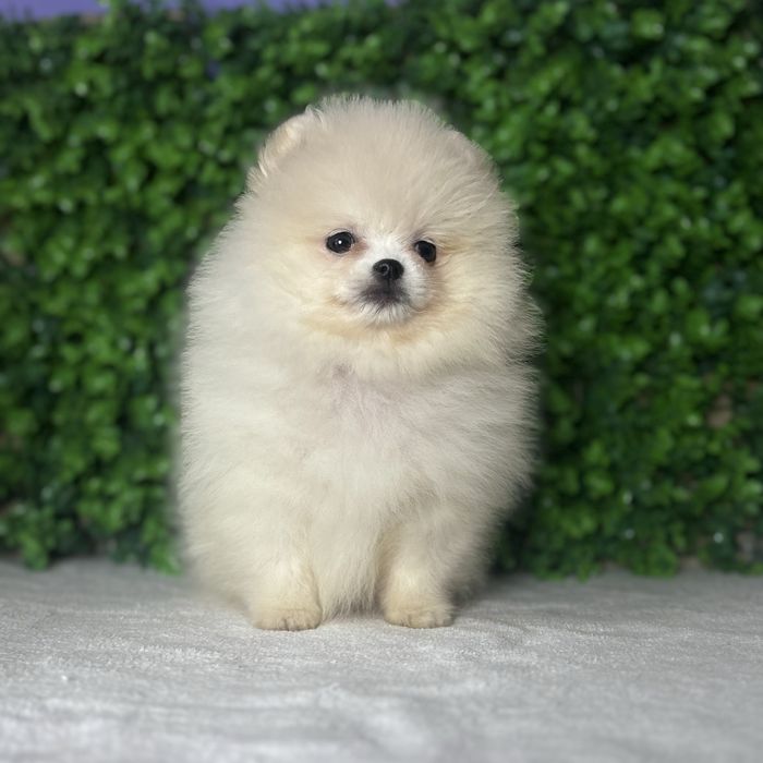 хлопчик шоу классу тип ведмедика