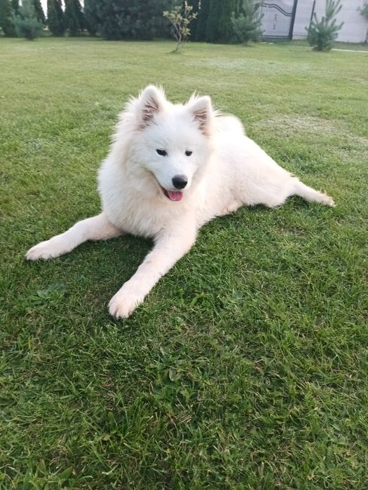 Rezerwacja do 15! Suczka szuka domu samoyed 6 mcy za darmo