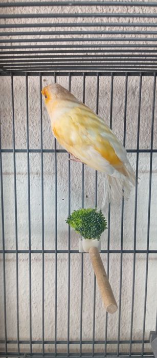 Canária laranja muito bonita