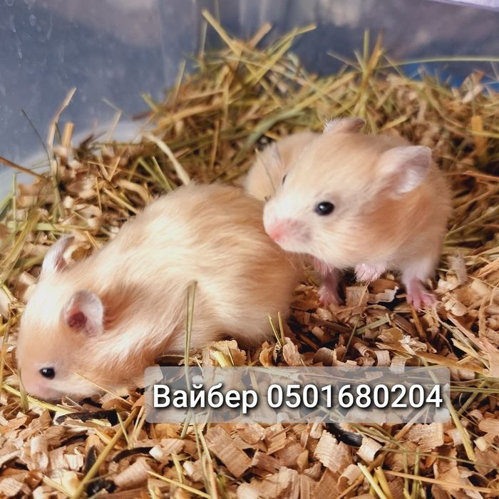 Хомячки атласные персиковые рыжие есть королевские хомяк Джунгарский