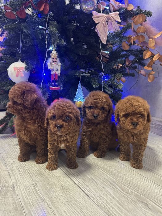 Цуценята той пудель