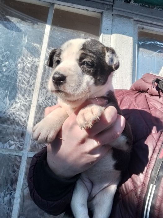 Вакцинированная девочка с приюта+бесплатная стерилизация